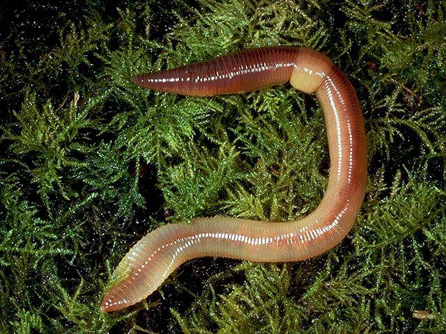 Overwhelmed: An Earthworm Story