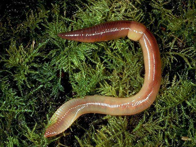 Overwhelmed: An Earthworm Story